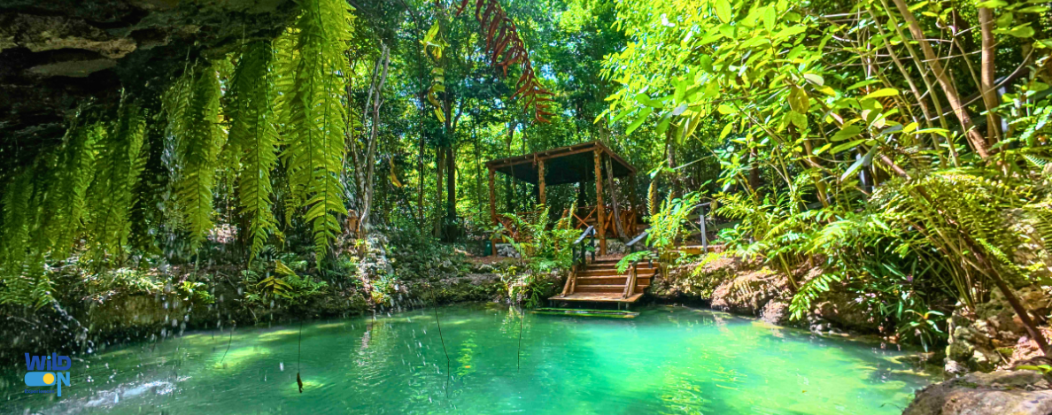 wild on punta cana excursion de catamaran buggy y golf cart tours privados