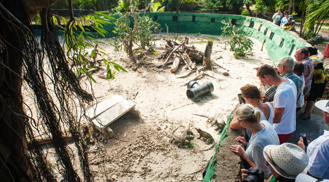además de descubrir la biodiversidad de la reserva, podrás conocer proyectos de conservación, visitar el hábitat de la iguana rinoceronte y aprender sobre la importancia del halcón Ridgway. La experiencia también incluye degustaciones de productos locales como café, chocolate y mamajuana.